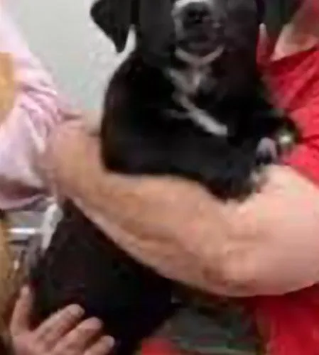 Pepper Stardust thumbnail 4