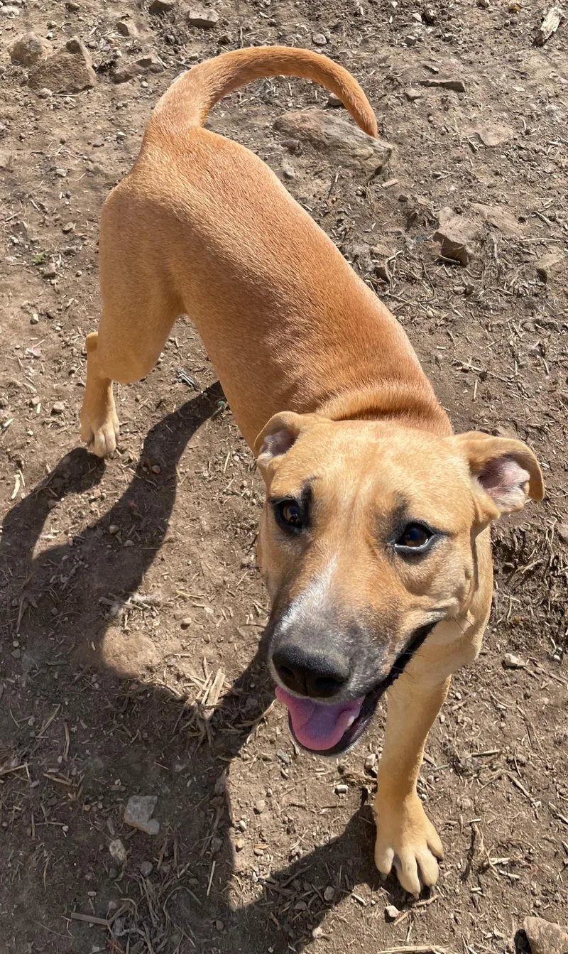 A young medium-sized female American Staffordshire Terrier dog named Timber for adoption in Tracy City , TN