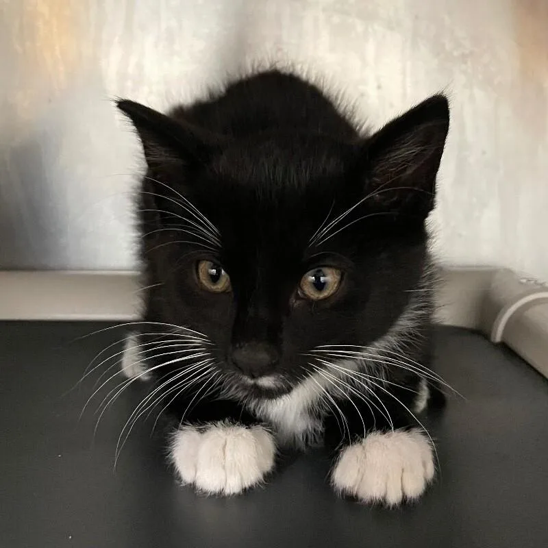A baby medium-sized male Domestic Short Hair cat named Abel for adoption in Roanoke, VA
