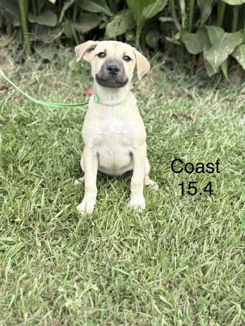 Coast
