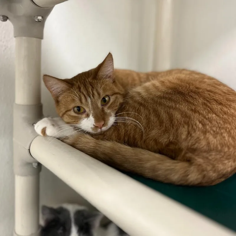 Thatcher thumbnail 2