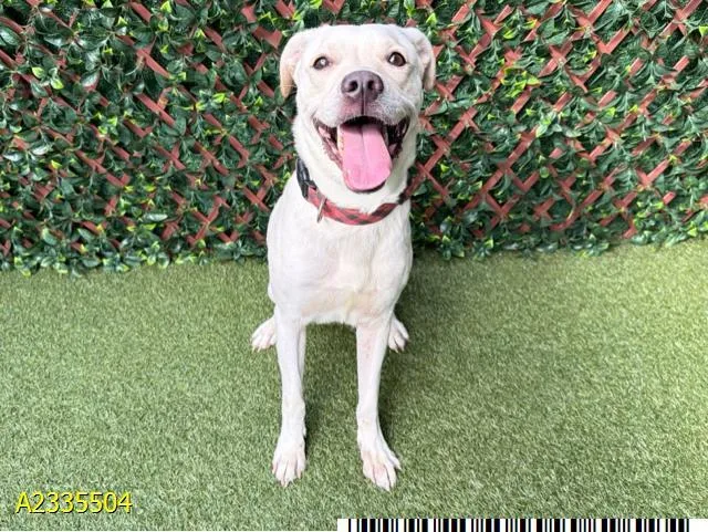 An adult medium-sized female Mixed Breed dog named Ramona for adoption in West Palm Beach, FL