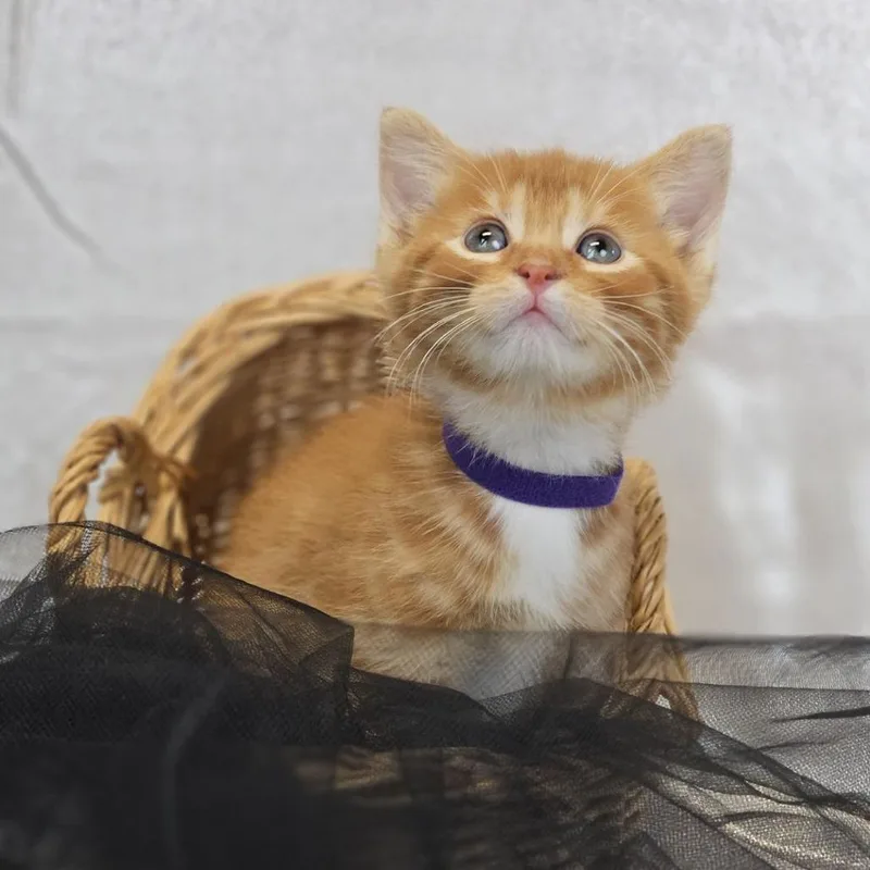 A baby small-sized male Orange / Red Domestic Short Hair cat named TinkC for adoption in East Saint Louis, IL