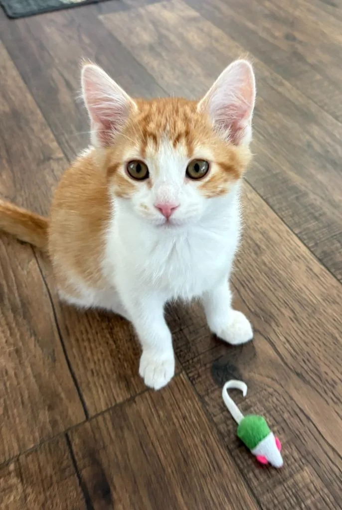 A baby medium-sized male Domestic Medium Hair cat named T for adoption in Salt Lake City, UT