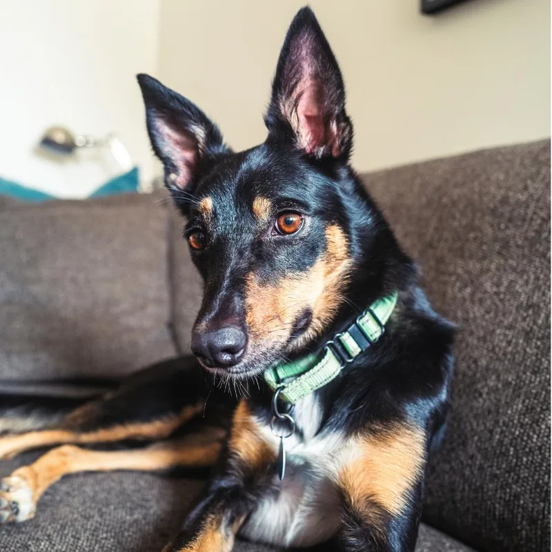 A young medium-sized female Chihuahua dog named Sophie for adoption in Brooklyn, NY