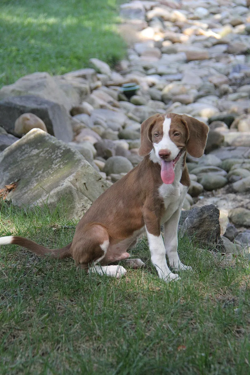 A baby small-sized male Red / Chestnut / Orange Beagle dog named Copper for adoption in Monroe, NC