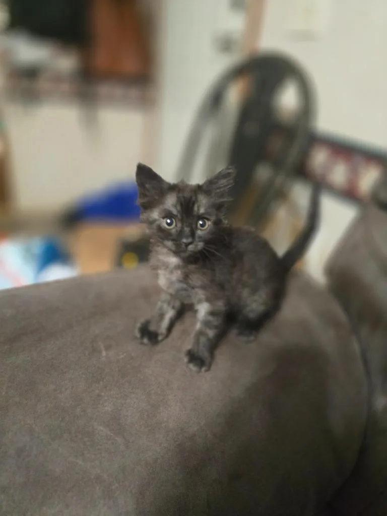 A baby small-sized male Domestic Short Hair cat named Mac n' Cheese for adoption in Madison, GA