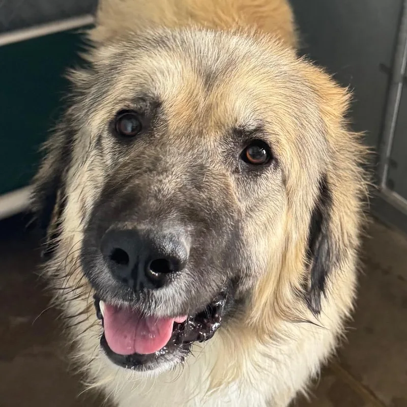 An adult large-sized male White / Cream Mixed Breed dog named 107346 for adoption in Las Cruces, NM