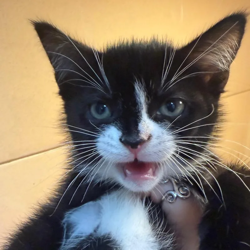 A baby small-sized male Black Domestic Medium Hair cat named Michael for adoption in Beckley, WV