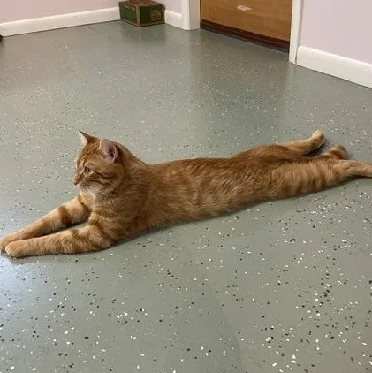 An adult large-sized male Orange / Red Domestic Short Hair cat named Raindrop for adoption in Norton, MA