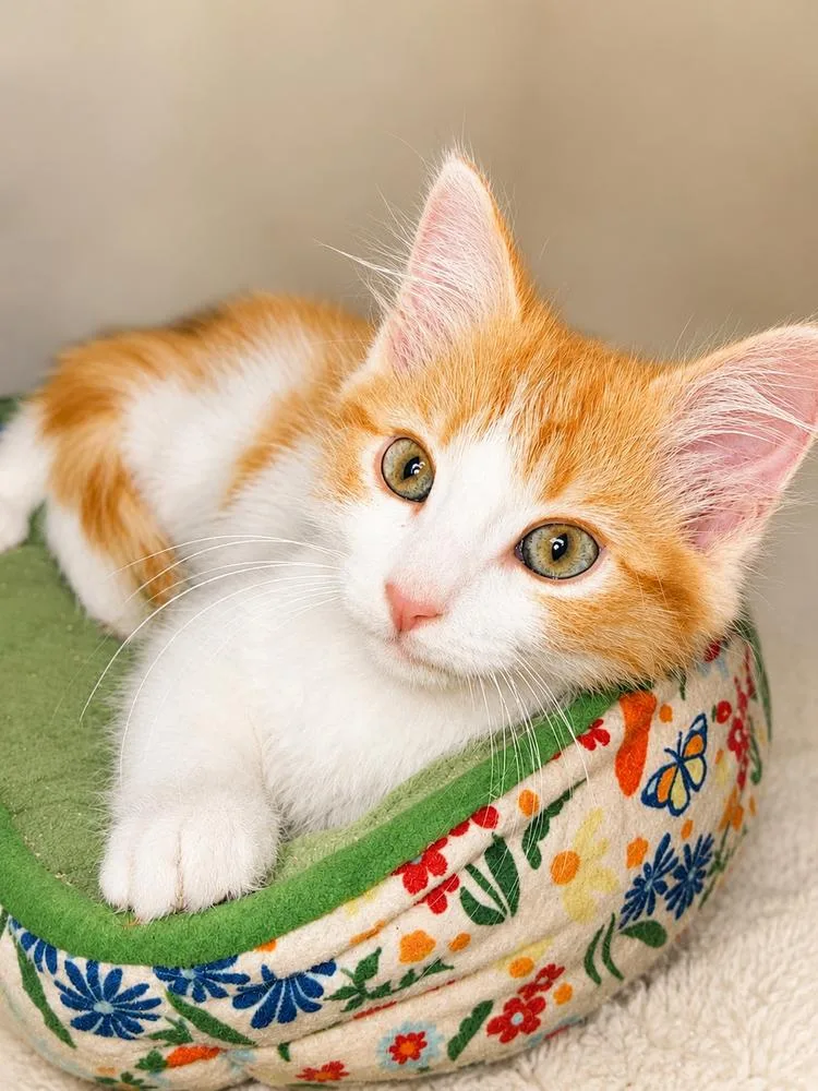 A baby small-sized female Domestic Medium Hair cat named Ginger for adoption in Calimesa, CA