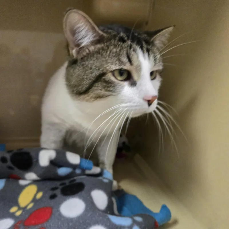 An adult large-sized male Tabby (Brown / Chocolate) Domestic Short Hair cat named Lucky for adoption in Elyria, OH