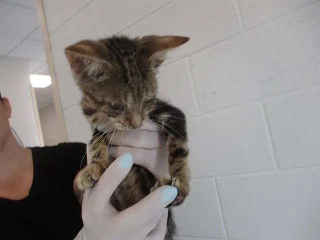 A baby small-sized male Domestic Short Hair cat named Nelly for adoption in Ocala, FL