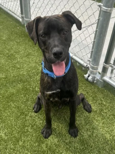 A young medium-sized male Mixed Breed dog named Tobias for adoption in Toledo, OH