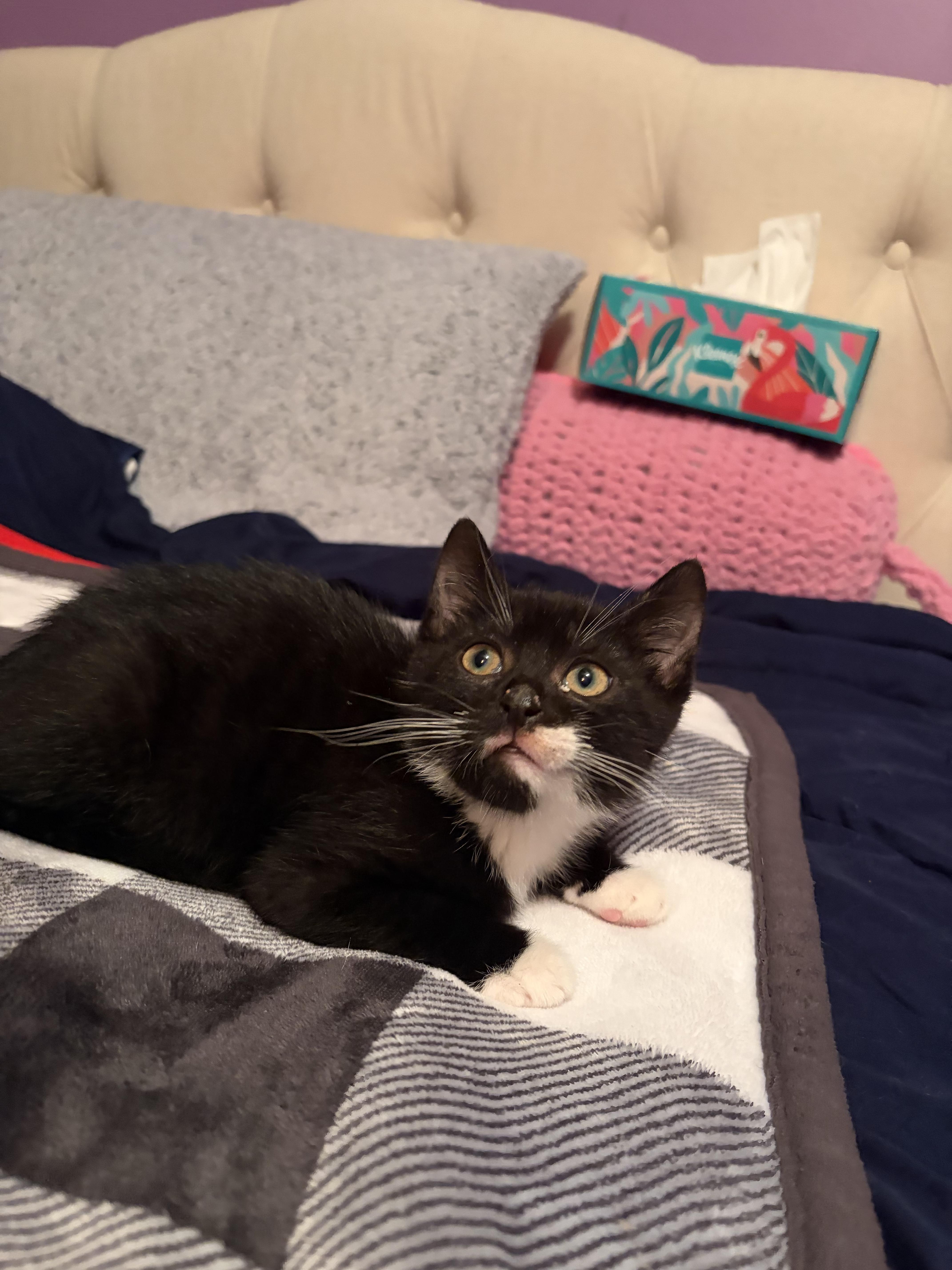 A baby small-sized male Domestic Short Hair cat named Lionel for adoption in BREINIGSVILLE, PA