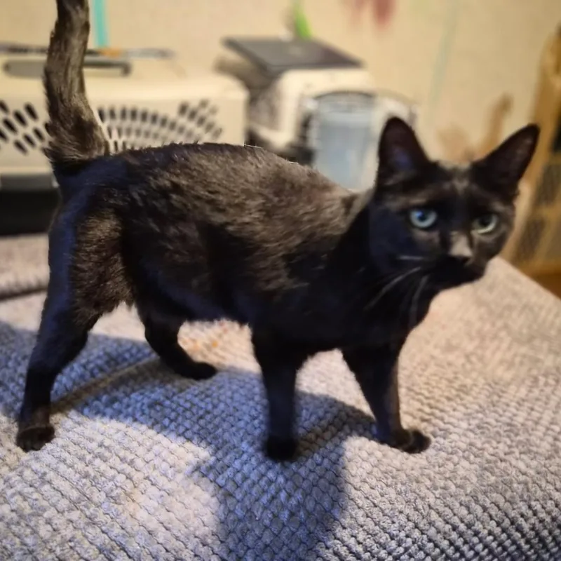 A young medium-sized female Black Domestic Short Hair cat named Boo Boo for adoption in Beulaville, NC