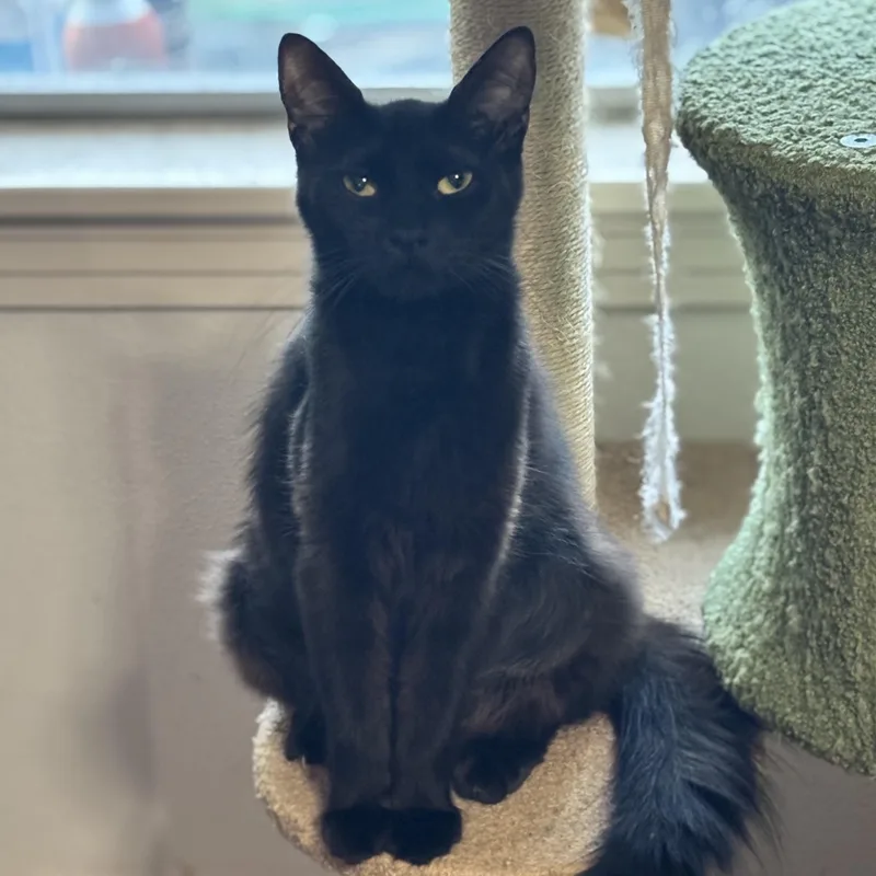 A young medium-sized female Black Domestic Medium Hair cat named Buttons for adoption in Liverpool, TX