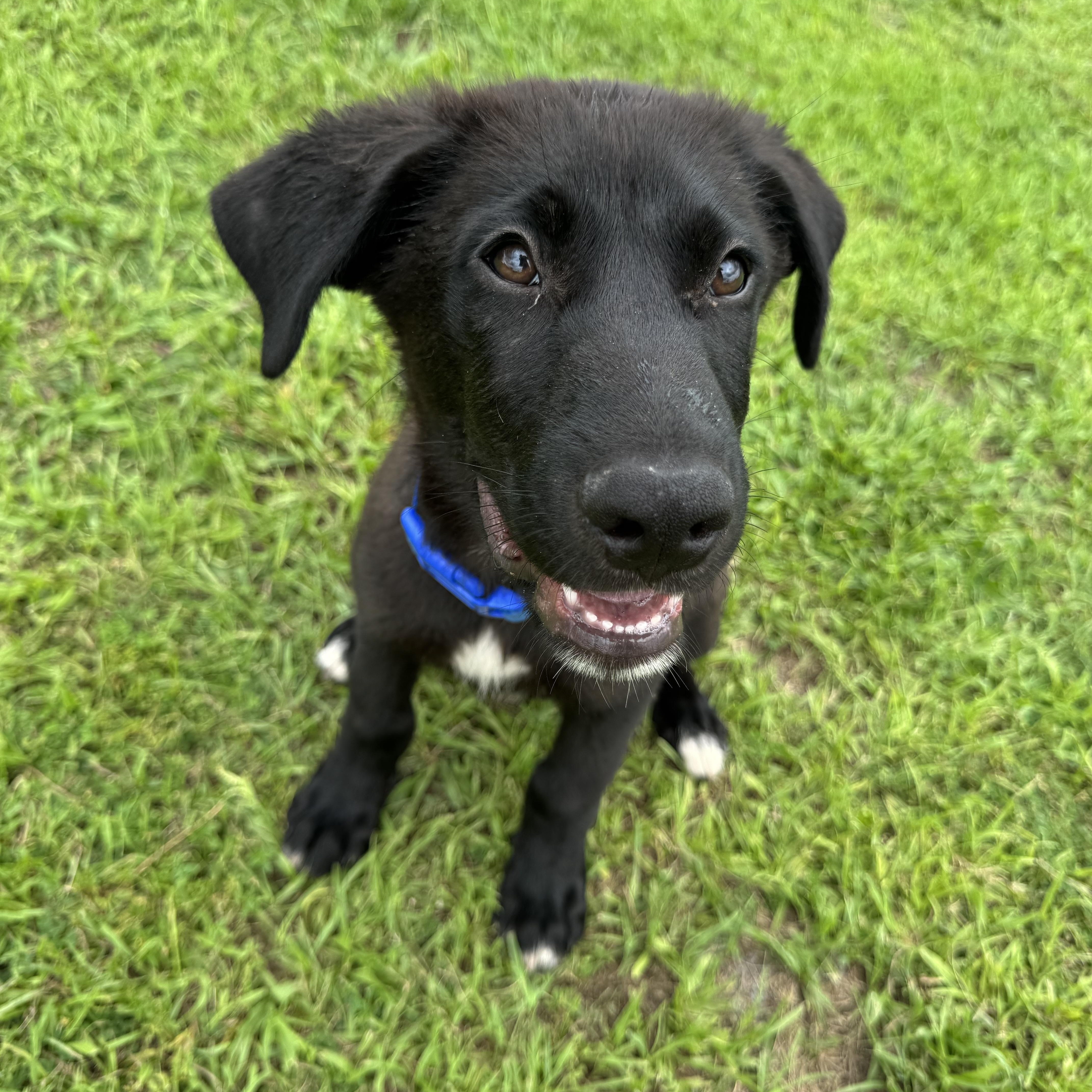 A baby medium-sized male Black German Shepherd Dog dog named Bradley for adoption in Myakka City, FL