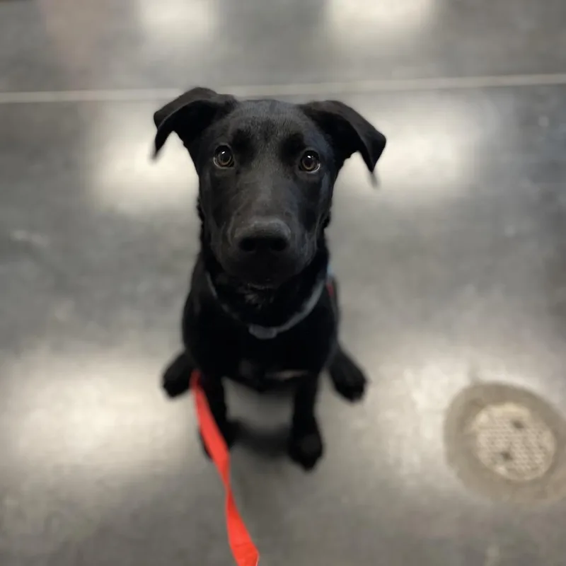 A young medium-sized male Black Mixed Breed dog named Jaxson for adoption in Dickinson, TX