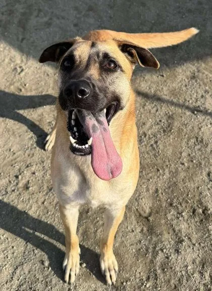 An adult large-sized female Shepherd dog named Aisha for adoption in Visalia, CA