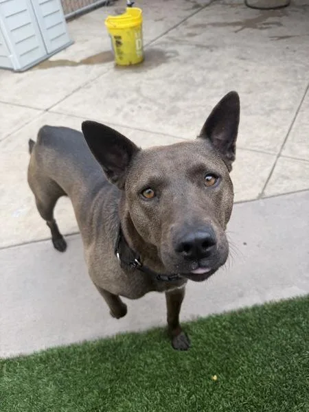 An adult medium-sized female Pit Bull Terrier dog named Virginia Ruth for adoption in San Diego, CA
