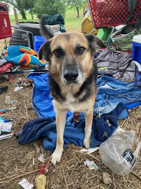 An adult large-sized female Mixed Breed dog named Ruby for adoption in Dallas, TX