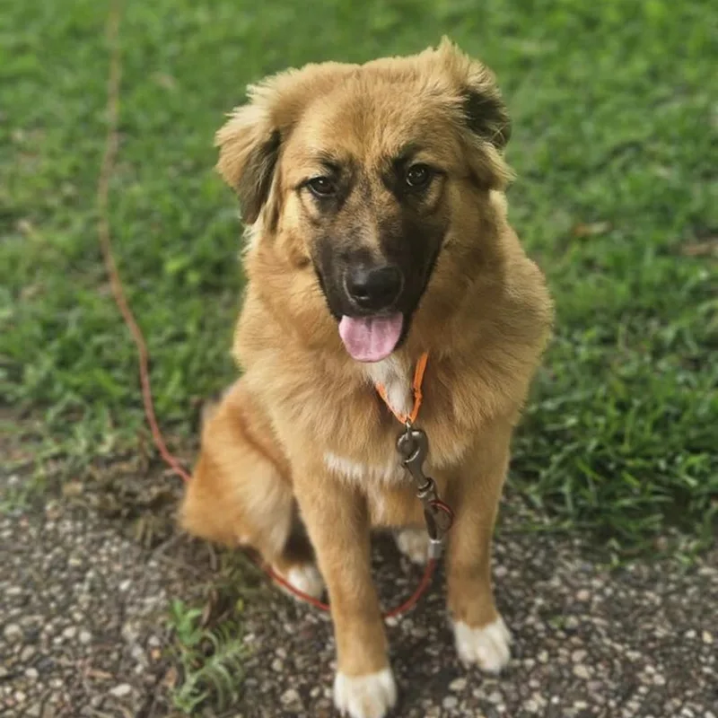 A baby medium-sized female Bicolor Chow Chow dog named Roxy for adoption in South Houston, TX