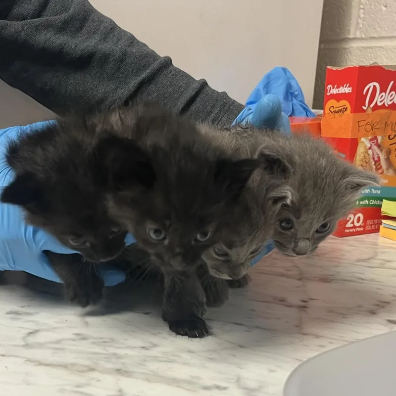 A baby small-sized female Black Domestic Medium Hair cat named Puss for adoption in Ruckersville, VA