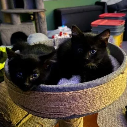 A baby medium-sized male Domestic Short Hair cat named Umbreon & Espeon for adoption in Mount Royal, NJ