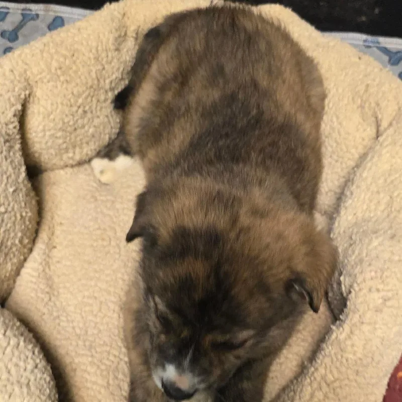 A baby medium-sized male Brindle Mixed Breed dog named Stipple for adoption in Alexandria, VA