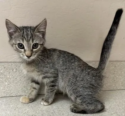 A young small-sized female Domestic Short Hair cat named Tandy for adoption in Phoenix, AZ