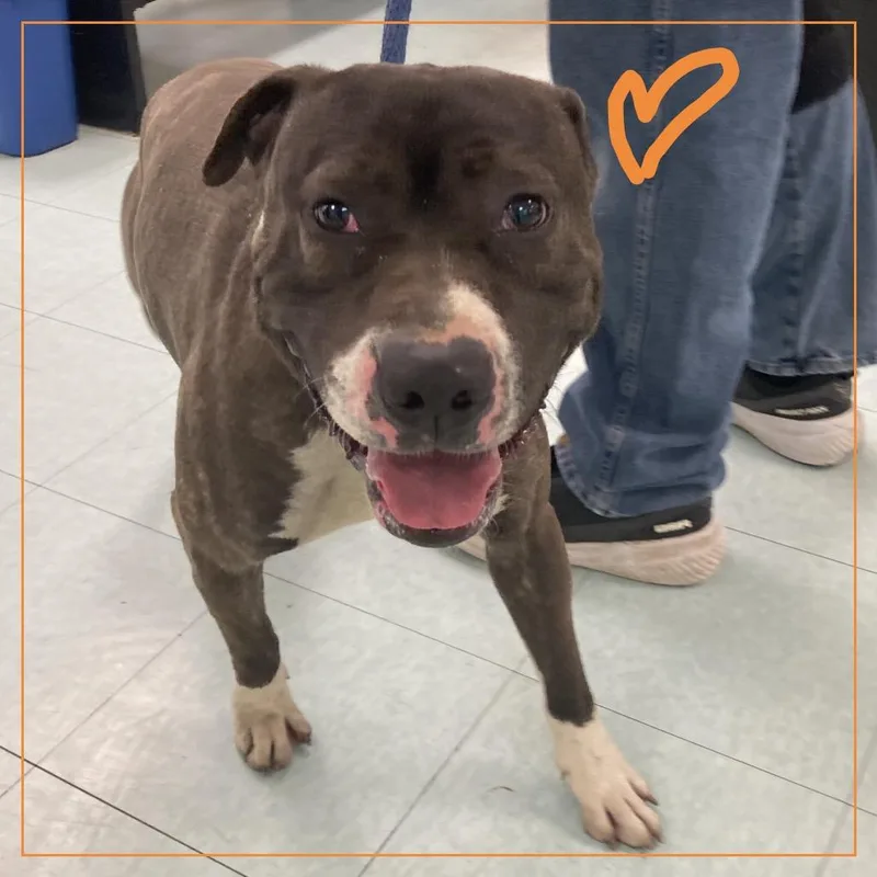 An adult medium-sized male Brown / Chocolate Mixed Breed dog named Shadey for adoption in Philadelphia, PA