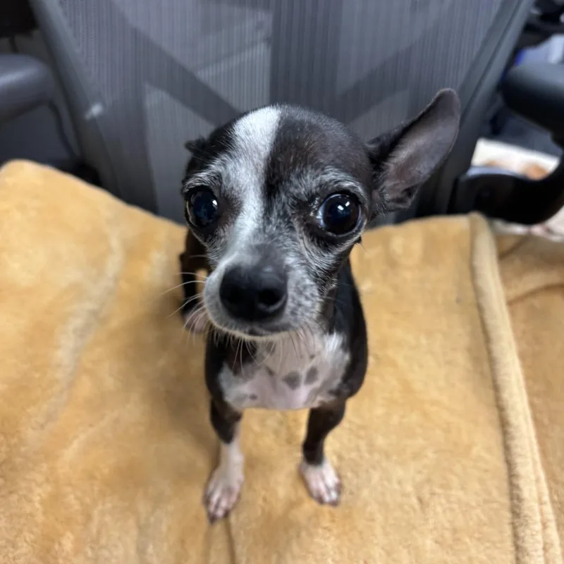 An adult small-sized female Chihuahua dog named Nancy for adoption in Los Angeles, CA
