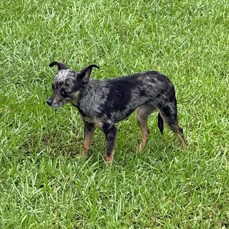 An adult small-sized female Chihuahua dog named ChiChi for adoption in Hinesville, GA