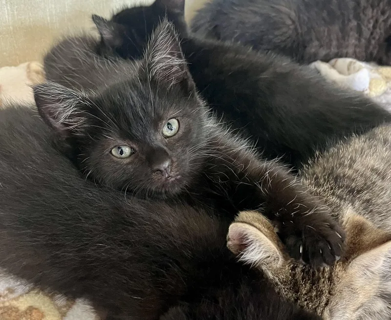 A baby medium-sized male Black Domestic Short Hair cat named Dr. Pepper for adoption in Seville, OH