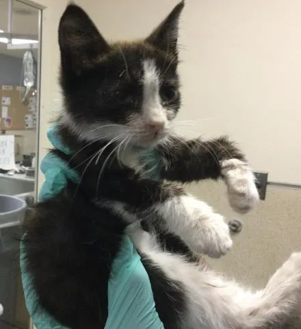 A baby small-sized female Domestic Short Hair cat named Tiramisu for adoption in Riverside, CA