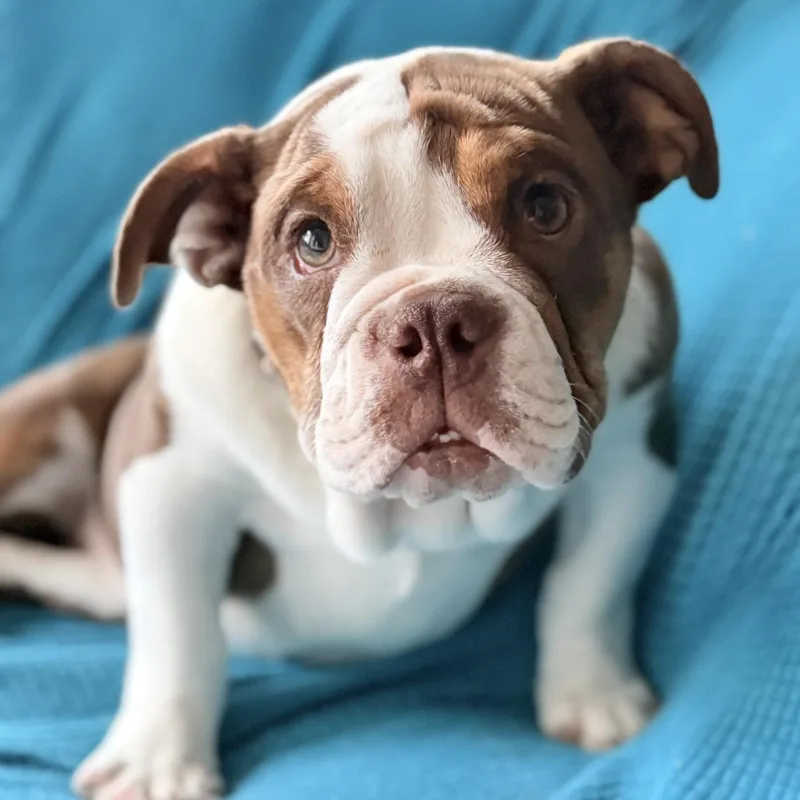 A baby large-sized female Bulldog dog named Bonnie for adoption in Riverside, CA
