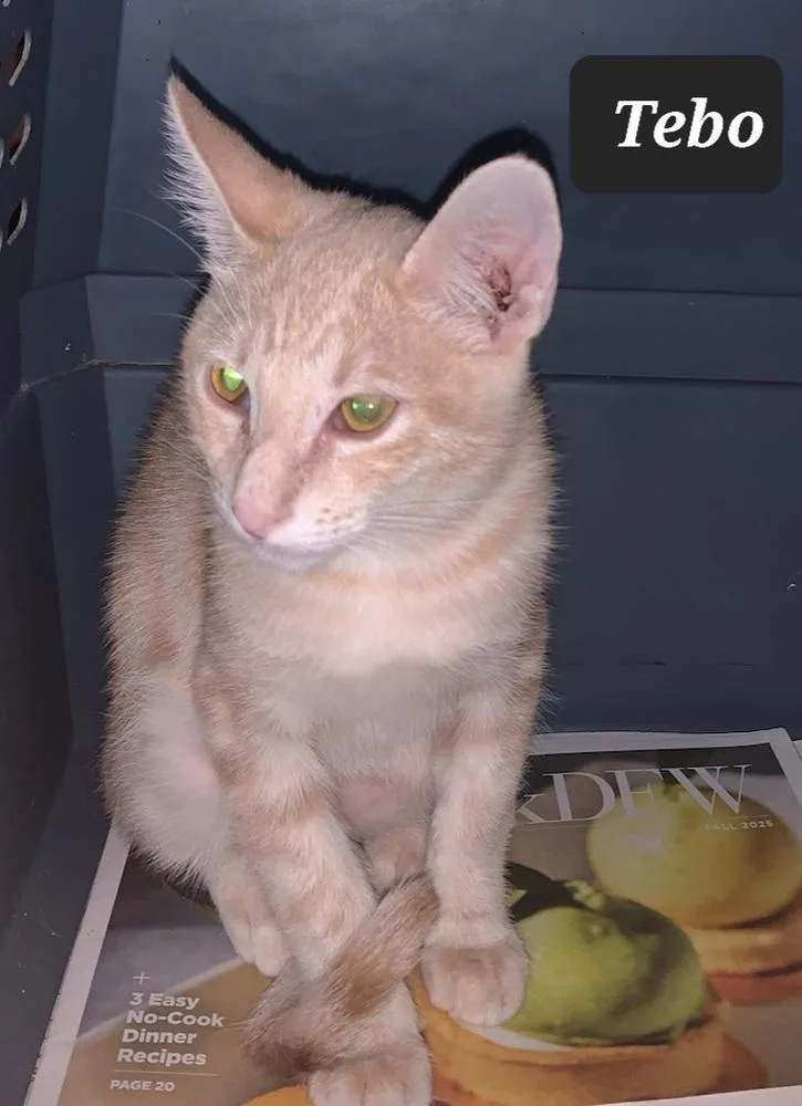 A young medium-sized male Domestic Short Hair cat named Tebo for adoption in Dallas, TX