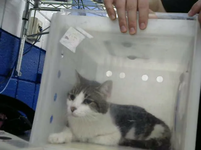 A senior small-sized female Domestic Short Hair cat named Franca for adoption in Albuquerque, NM