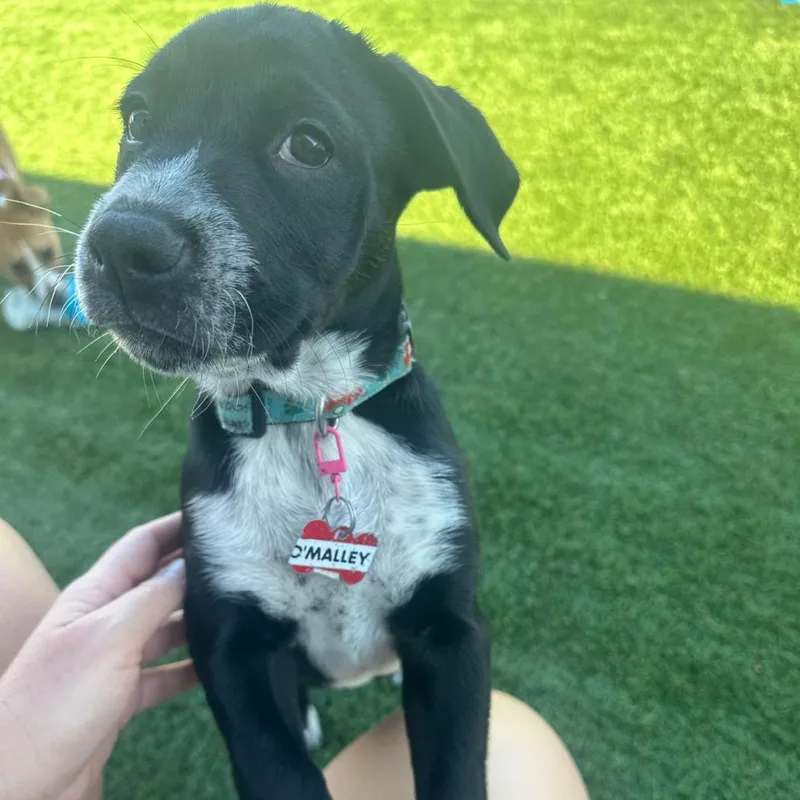 O'malley thumbnail 2