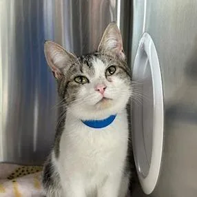 A young medium-sized female White Domestic Short Hair cat named Toadette for adoption in Knoxville, TN