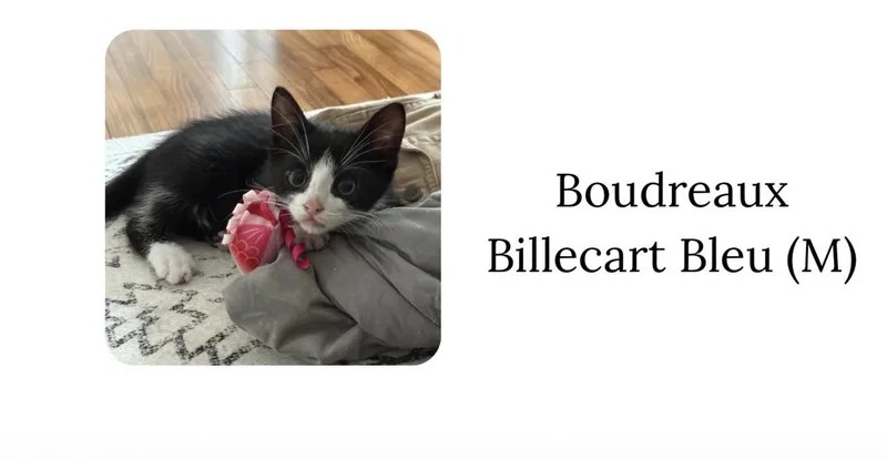 A baby medium-sized male Black & White / Tuxedo Domestic Short Hair cat named Boudreaux Billecartbleu for adoption in Houston, TX