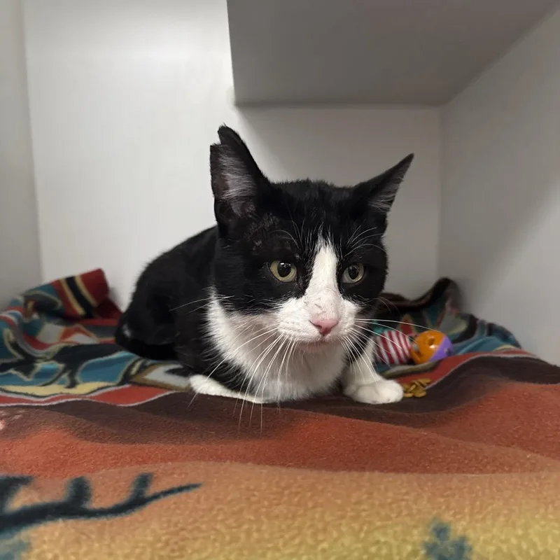 Snoop Daugg thumbnail 2