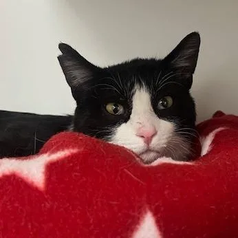 Snoop Daugg thumbnail 4