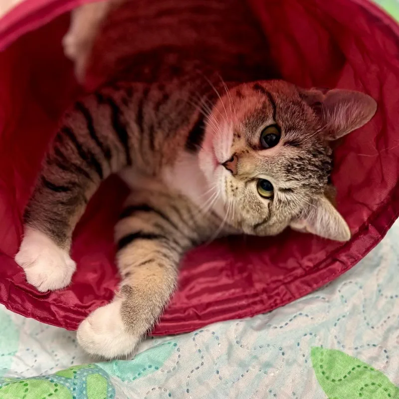 A young medium-sized female Brown / Chocolate Domestic Short Hair cat named Jackey Luna for adoption in Westhampton, NY