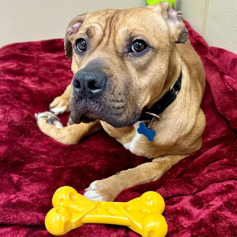 A young small-sized male Mixed Breed dog named Cheddar for adoption in State College, PA