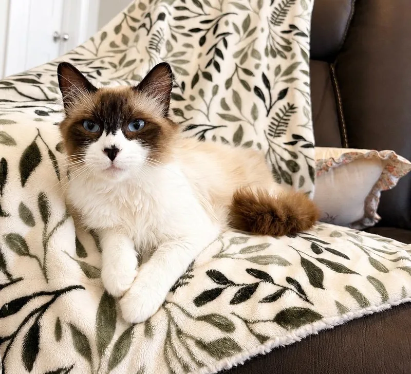 Francisco