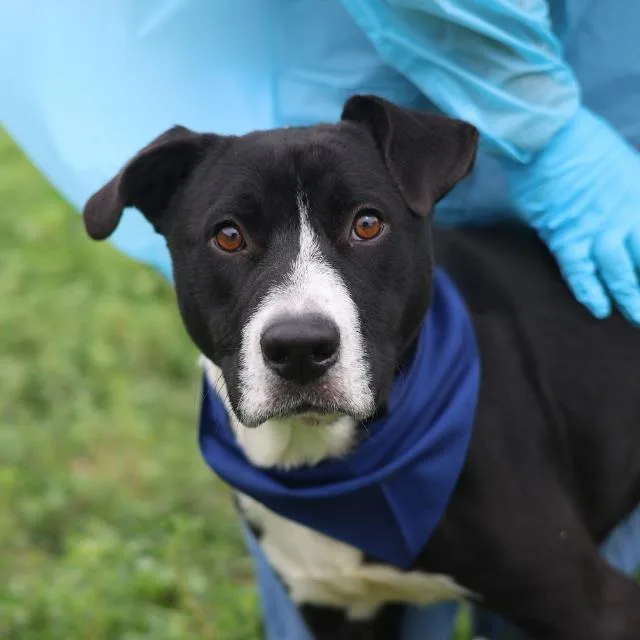 A young medium-sized male American Staffordshire Terrier dog named Buster for adoption in San Antonio, TX