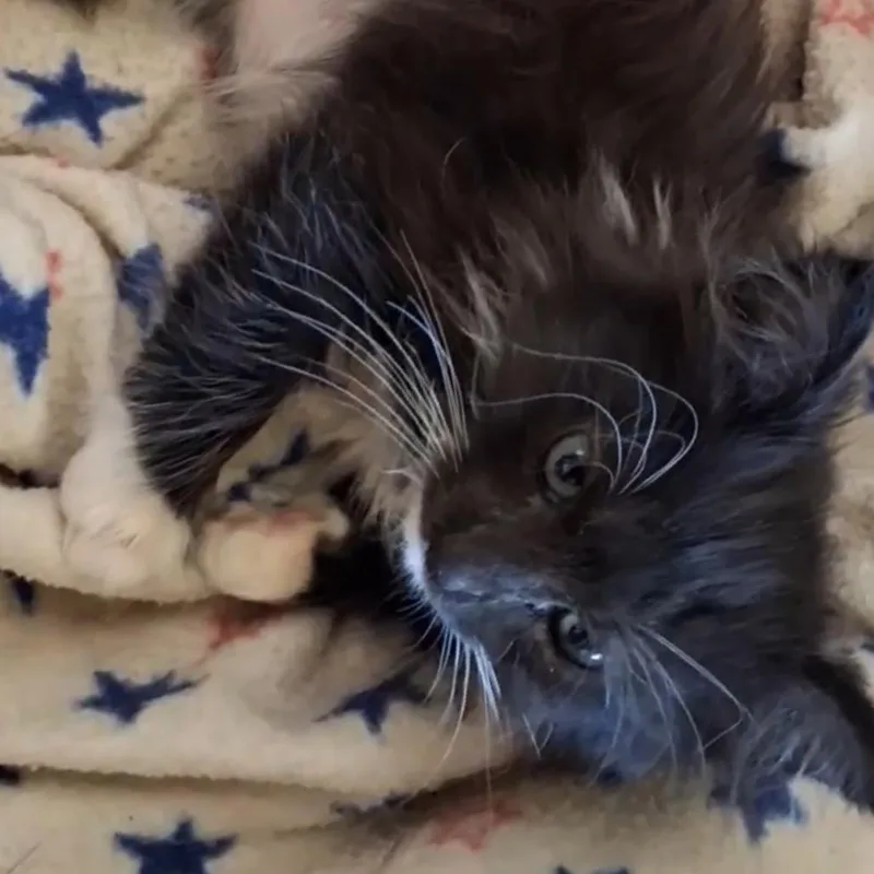 A baby small-sized male Black Domestic Short Hair cat named Gizmo for adoption in Ashland, OR