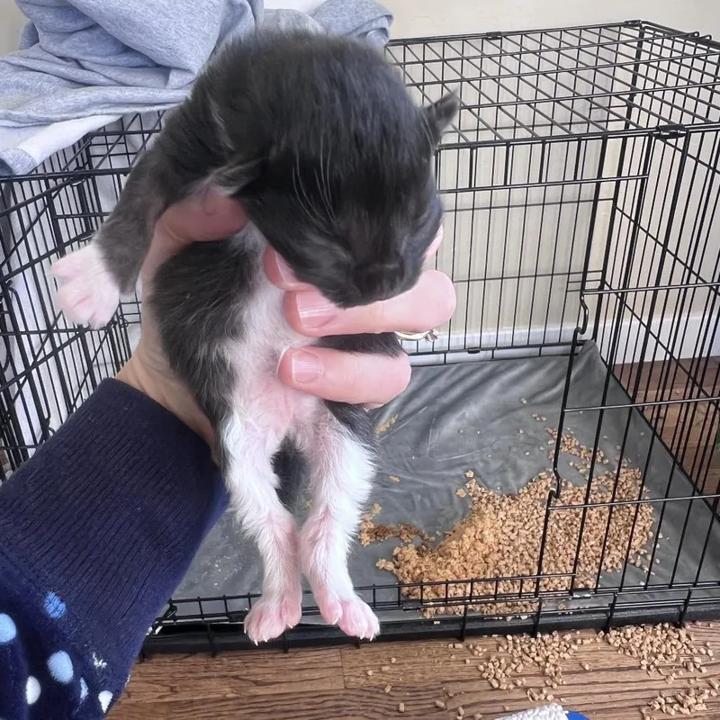 Gizmo thumbnail 2